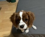 Small #2 Cavalier King Charles Spaniel