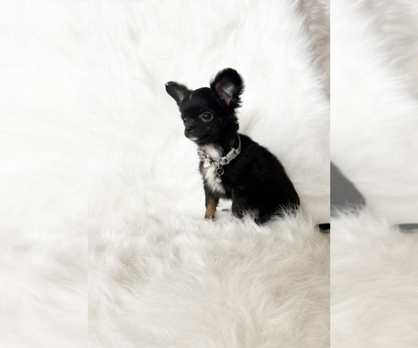 Medium Photo #6 Chihuahua Puppy For Sale in SACRAMENTO, CA, USA