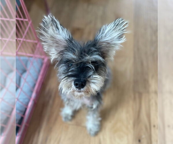 Medium Photo #1 Mutt Puppy For Sale in Lakewood, CO, USA