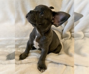 French Bulldog Puppy for sale in JOHNS ISLAND, SC, USA