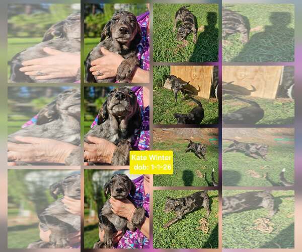 Medium Photo #1 Mutt Puppy For Sale in Wakefield, RI, USA