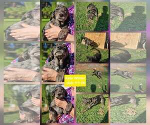 Mutt Dogs for adoption in Wakefield, RI, USA