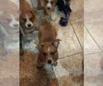 Small Photo #5 Texas Heeler Puppy For Sale in PAOLA, KS, USA