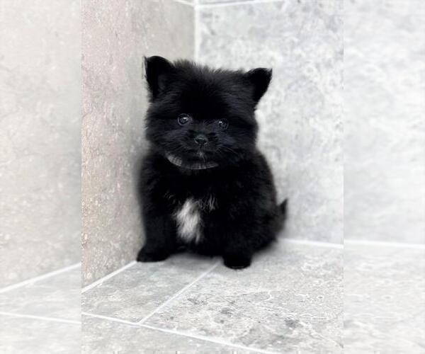 Medium Photo #7 Pomeranian Puppy For Sale in BOCA RATON, FL, USA