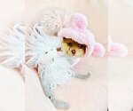 Small #15 Pomeranian