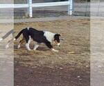Small Photo #4 Collie Puppy For Sale in KUNA, ID, USA