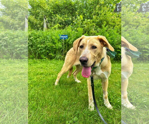 Medium Photo #15 Anatolian Shepherd-Labrador Retriever Mix Puppy For Sale in Fultonham, NY, USA