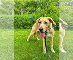 Small #14 Anatolian Shepherd-Labrador Retriever Mix