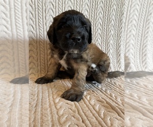 Saint Berdoodle Puppy for sale in ELK RIVER, MN, USA