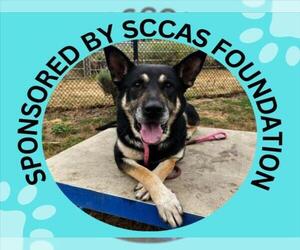 German Shepherd Dog-Unknown Mix Dogs for adoption in Santa Cruz, CA, USA