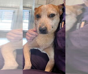 Mutt Dogs for adoption in Baytown, TX, USA