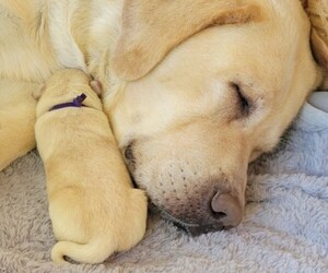 Borador Litter for sale in FORTUNA, CA, USA