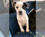 Small #9 Mutt