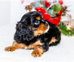 Small Photo #17 Cavalier King Charles Spaniel Puppy For Sale in WAKARUSA, IN, USA