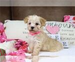 Puppy Puppy 8 Maltipoo