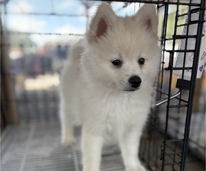Pomsky Puppy for sale in WEBSTER, FL, USA