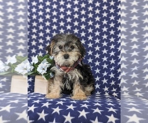 Yorkshire Terrier Puppy for sale in LINCOLN UNIVERSITY, PA, USA