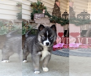 Siberian Husky Puppy for sale in BEAVER, OH, USA