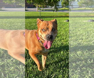 Staffordshire Bull Terrier-Unknown Mix Dogs for adoption in Richmond, IN, USA