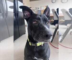Jasper - Male American Pit Bull Terrier-Labrador Retriever Mix Dog for Adoption - Photo #4