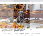 Puppy Tulsi French Bulldog