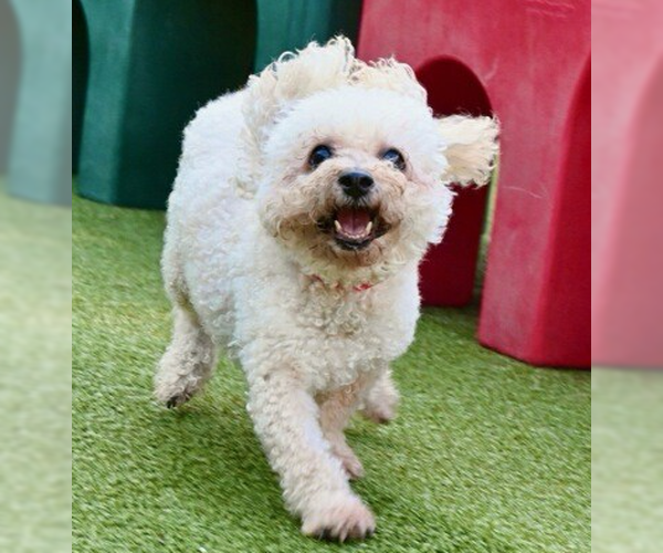 Medium Photo #2 Bichon Frise-Unknown Mix Puppy For Sale in Decatur, GA, USA