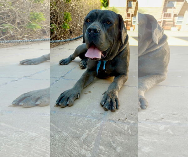 Medium Photo #1 Mutt Puppy For Sale in Goodyear, AZ, USA