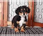 Small Photo #2 Bernedoodle (Miniature) Puppy For Sale in NAPLES, FL, USA