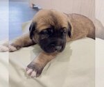 Small Photo #5 Mastiff Puppy For Sale in WEATHERFORD, TX, USA