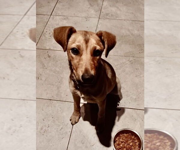 Medium Photo #1 Chiweenie Puppy For Sale in San Diego, CA, USA