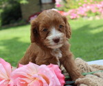 Puppy Lanson Cavapoo