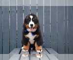 Small Photo #4 Bernese Mountain Dog Puppy For Sale in Dej, Cluj, Romainia