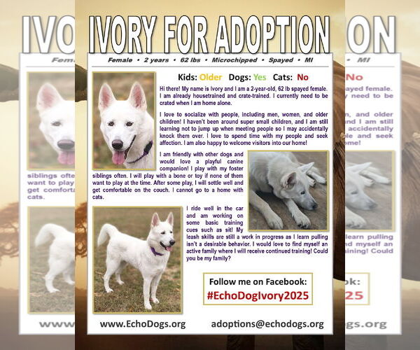 Medium Photo #4 Siberian Husky-white german shepherd Mix Puppy For Sale in Hoffman Estates, IL, USA