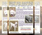 Small #3 Siberian Husky-white german shepherd Mix