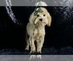 Small Photo #116 Maltipoo Puppy For Sale in WARSAW, IN, USA