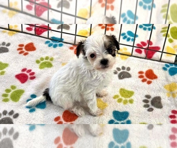 Medium Photo #14 Havapoo Puppy For Sale in ORO VALLEY, AZ, USA