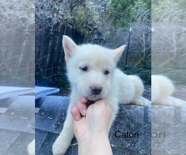 Medium Photo #2 Gerberian Shepsky Puppy For Sale in MAD RIVER, CA, USA