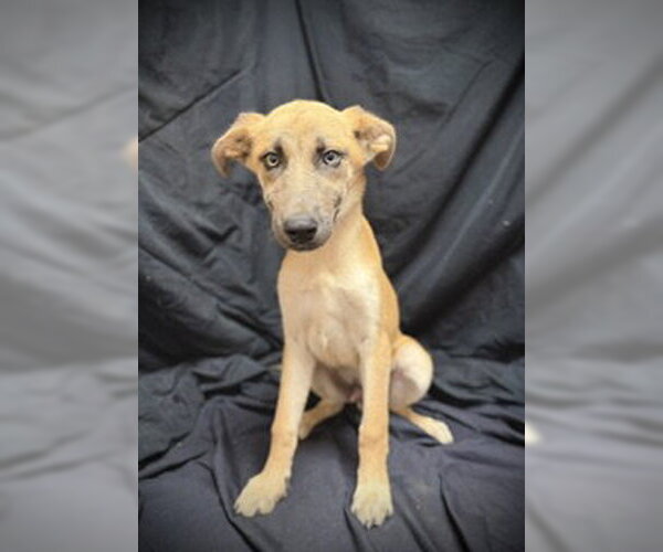 Medium Photo #1 Mutt Puppy For Sale in Pleasanton, TX, USA
