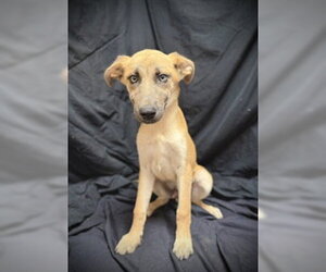 Camryn - Male Mutt Dog for Adoption
