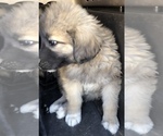 Small Photo #4 Caucasian Shepherd Dog Puppy For Sale in MESA, AZ, USA