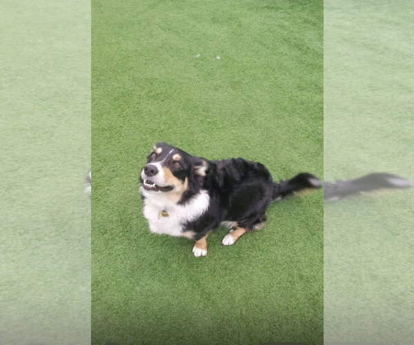 Medium Photo #2 Border Collie-Welsh Corgi Mix Puppy For Sale in Miami, FL, USA