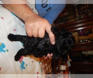 Schnauzer (Miniature) Puppy for sale in ROCKINGHAM, NC, USA
