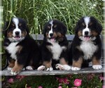Small Photo #2 Bernese Mountain Dog Puppy For Sale in MILLERSTOWN, PA, USA
