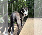 Small #7 Boxer Mix