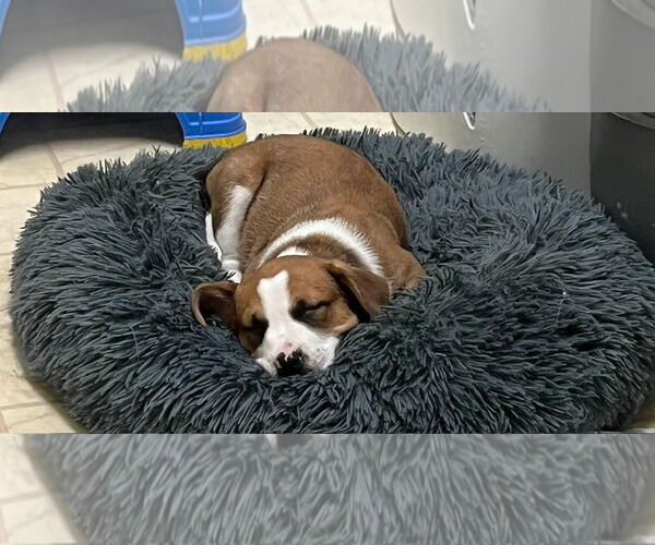 Medium Photo #1 American Pit Bull Terrier-Labrador Retriever Mix Puppy For Sale in Kannapolis, NC, USA