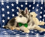 Small Photo #5 Sibercaan Puppy For Sale in LANCASTER, PA, USA