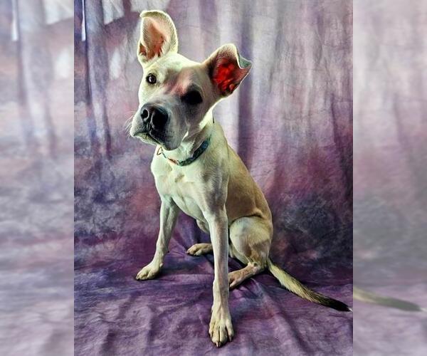 Medium Photo #3 Mutt Puppy For Sale in Frisco, CO, USA