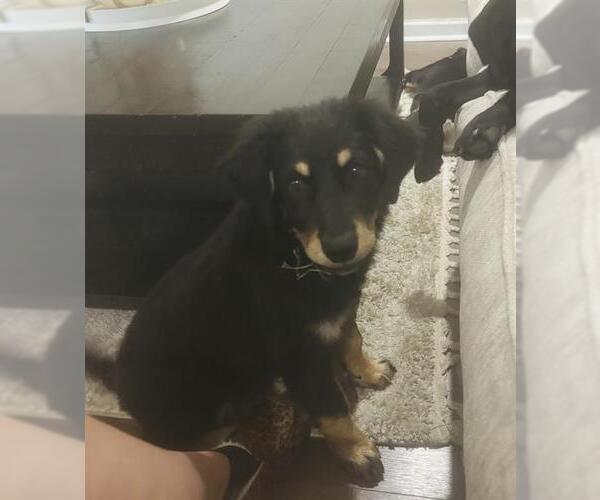 Medium Photo #1 Labrador Retriever-Unknown Mix Puppy For Sale in San Antonio, TX, USA