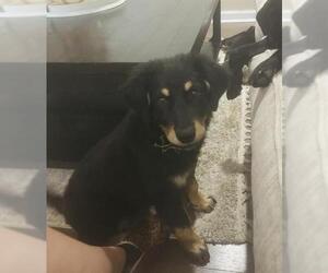 Labrador Retriever-Unknown Mix Dogs for adoption in San Antonio, TX, USA