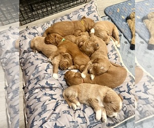 Goldendoodle Puppy for sale in ORANGEVALE, CA, USA